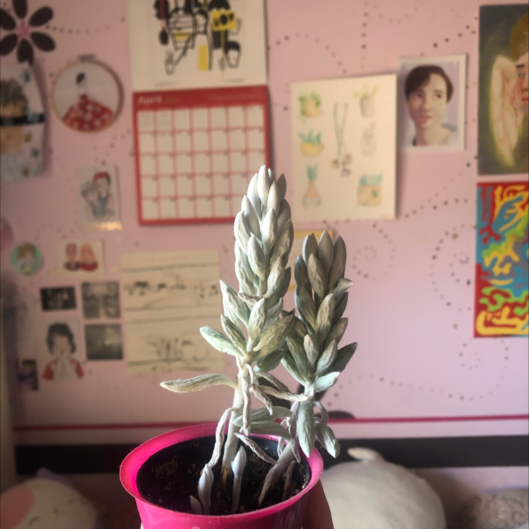 Photo of the plant species Blue Chalksticks by @Milkkyghost named Lyme Disease on Greg, the plant care app