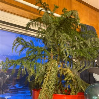 Norfolk Island Pine plant in Saint Albans City, Vermont