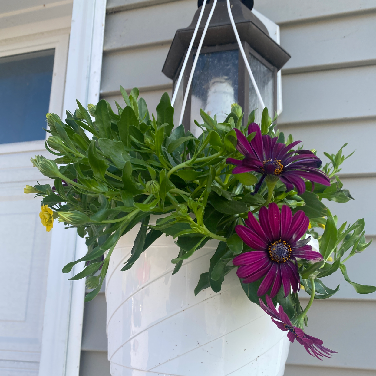 Van Staden's river daisy in a white hanging pot with vibrant green leaves and purple flowers.