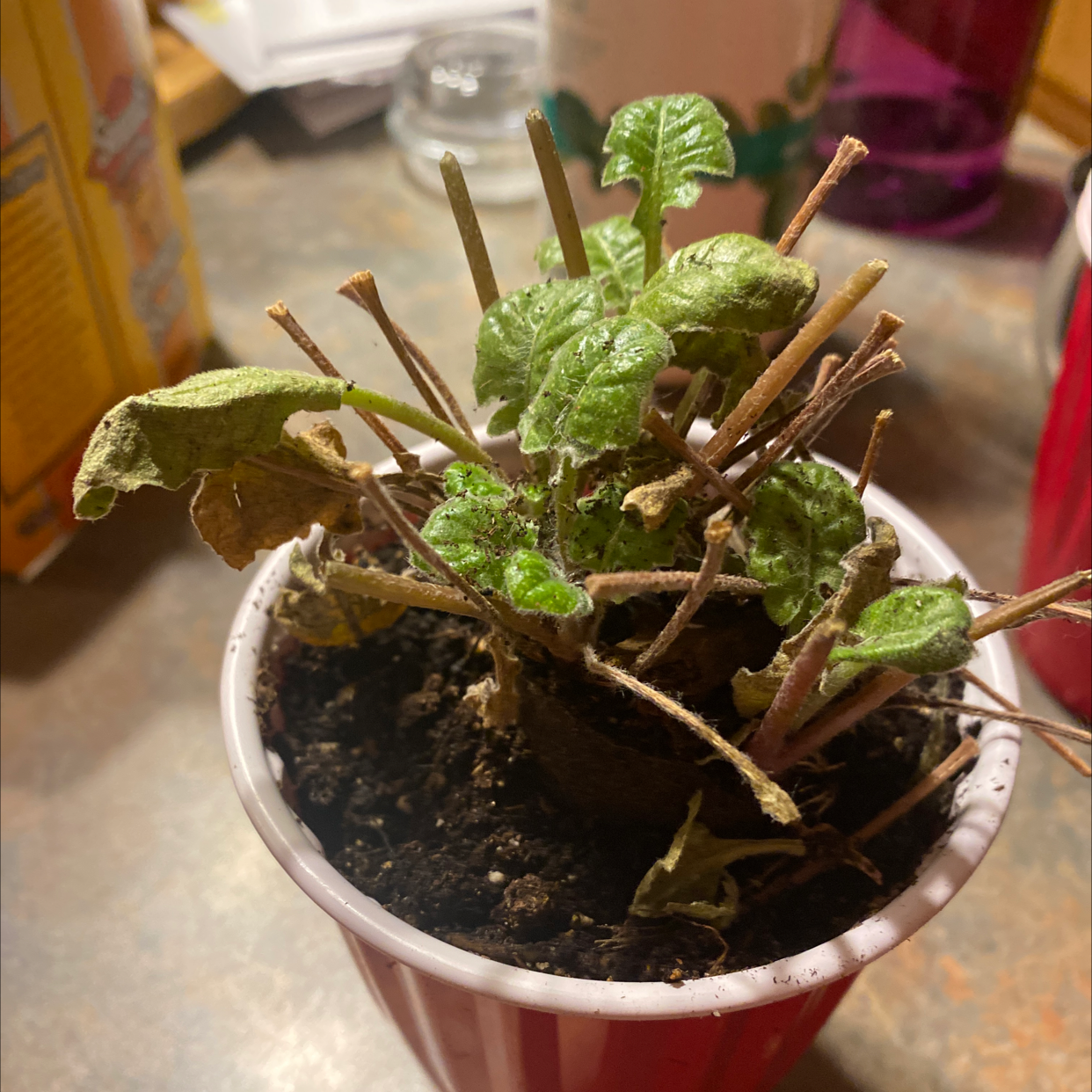 Why Is My Gerbera Not Doing Well?