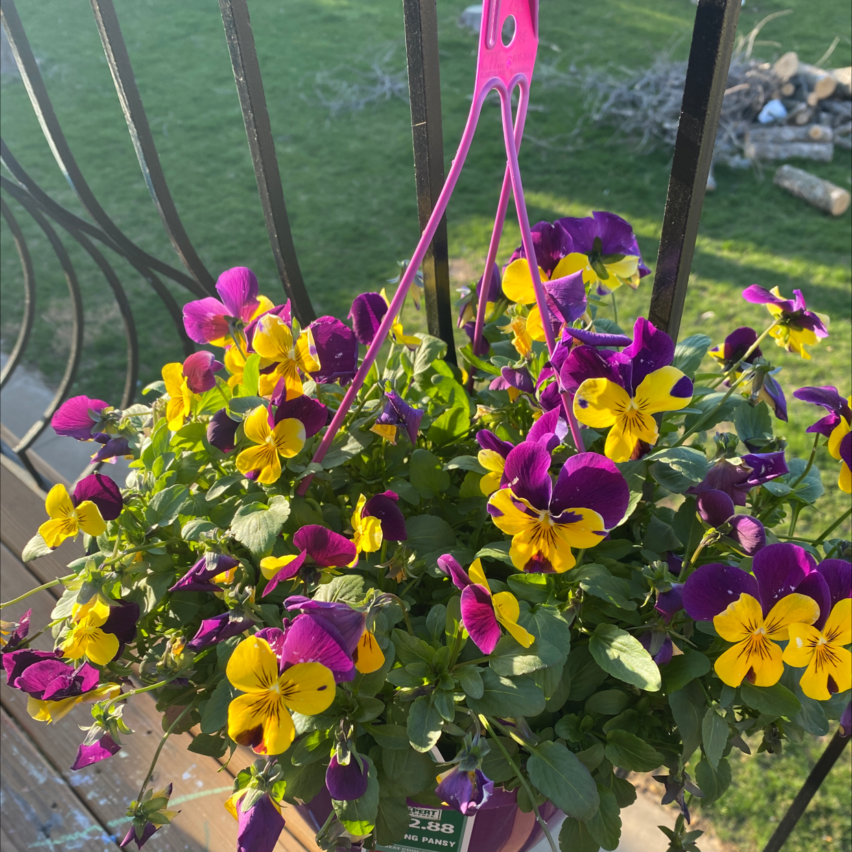 Wild Pansy plant in a hanging pot with vibrant purple and yellow flowers.
