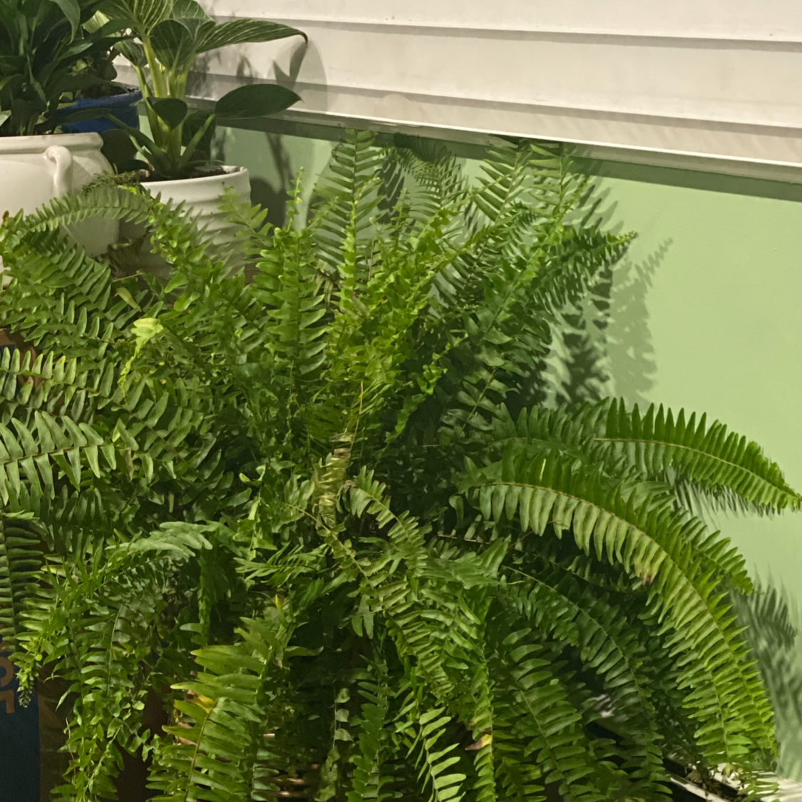 Healthy, lush Boston fern houseplant with vibrant green, feathery fronds and no signs of disease or discoloration.