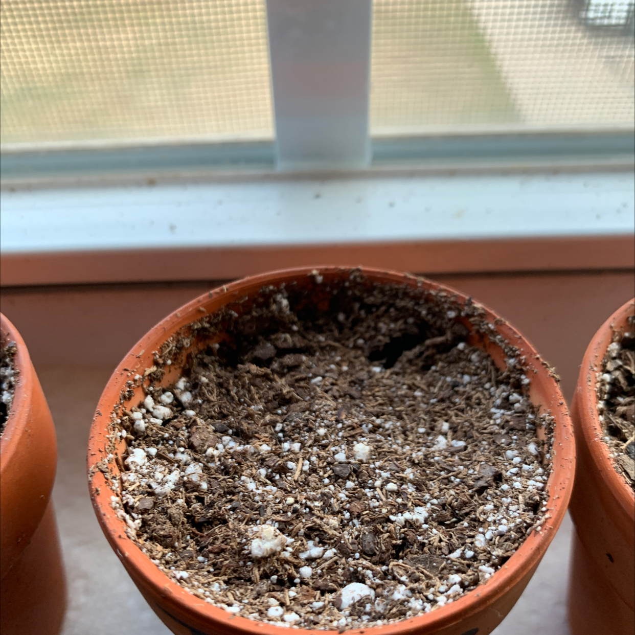 Potted Common Thyme plant on a windowsill, with dense green foliage and visible potting soil in a terra cotta pot.