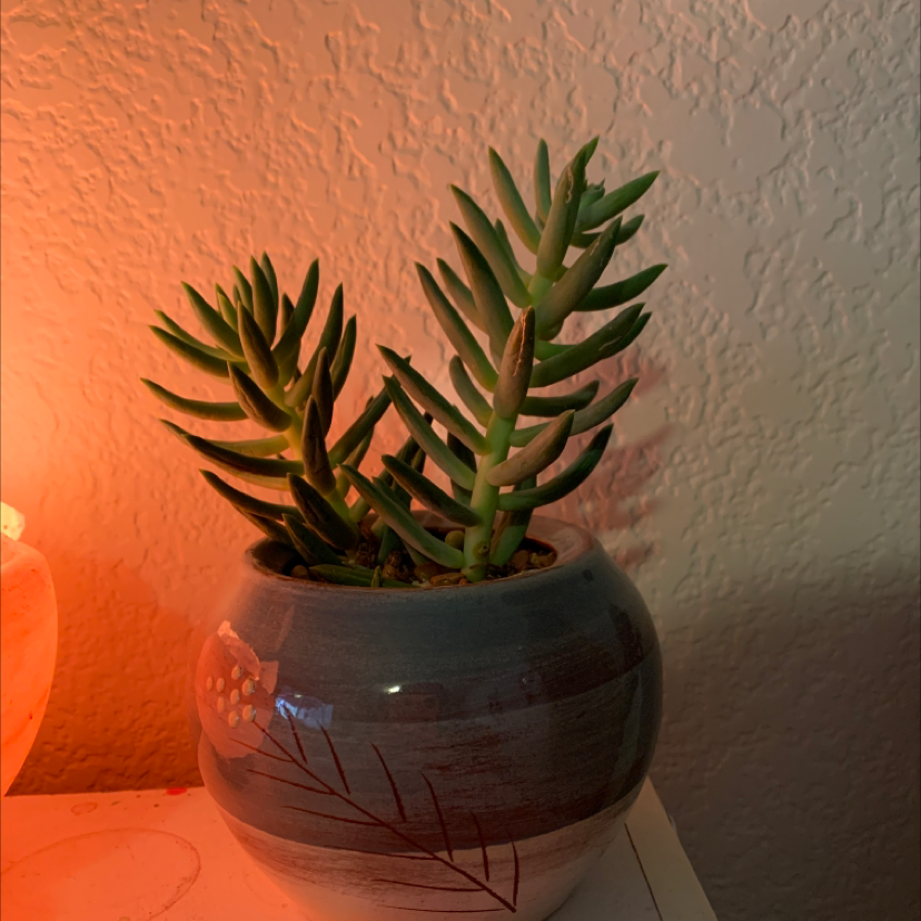 Pale Stonecrop succulent in a decorative pot, well-lit from the left side.