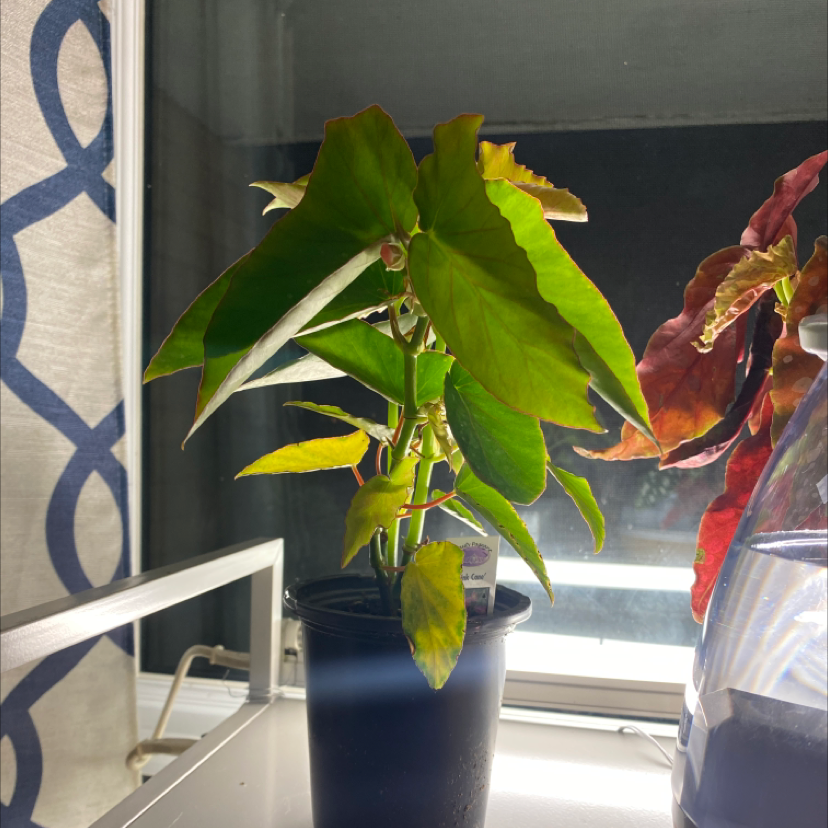 Potted Angel Wing Begonia with some yellowing and browning leaves, indoors.