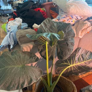 Giant Taro plant photo by @Manicmagan named Anson on Greg, the plant care app.