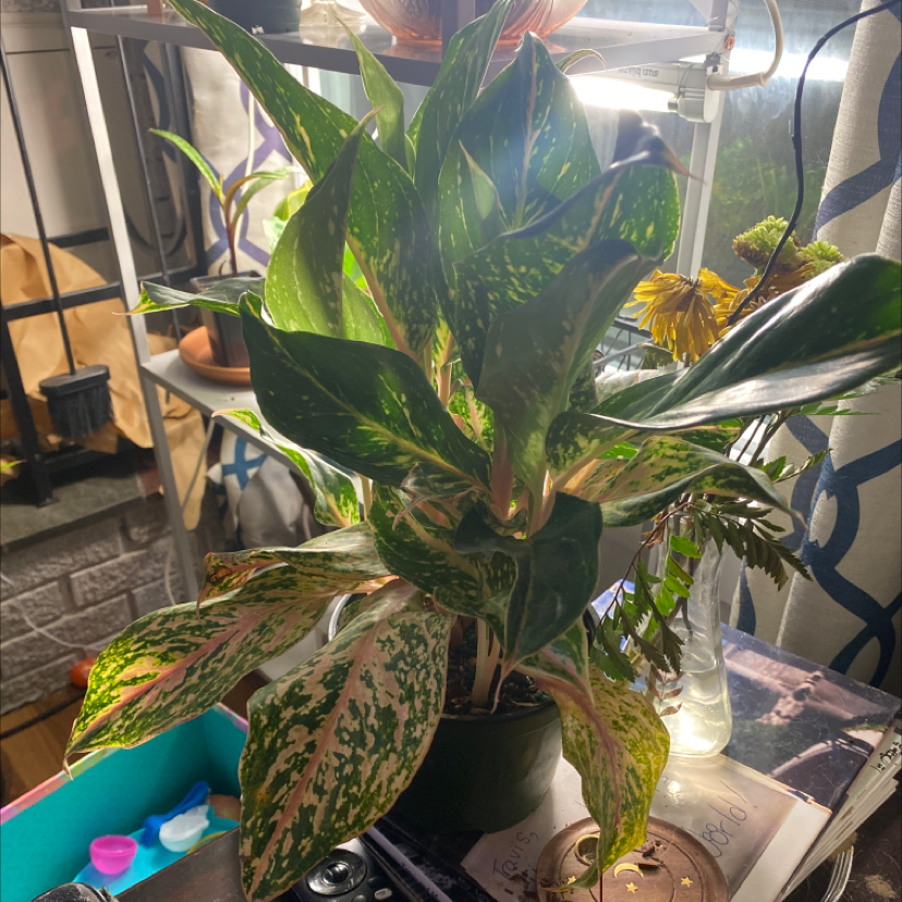 Aglaonema 'Sparkling Sarah' plant with variegated leaves in a pot indoors.