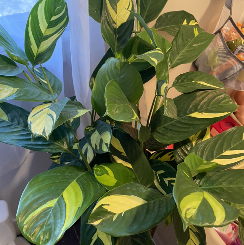 Golden Mosaic Plant with variegated green and yellow leaves, appearing healthy.