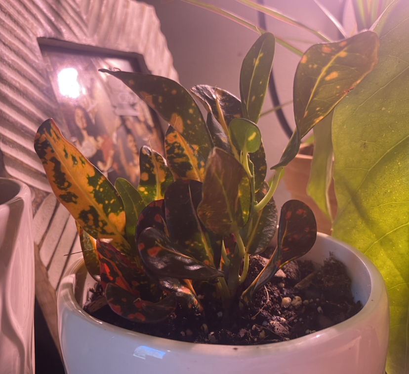 Croton Mammy plant in a white pot with vibrant leaves and visible soil.