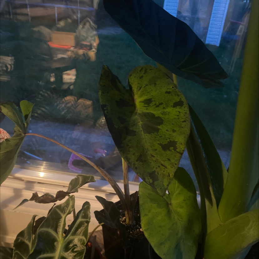 Taro 'Mojito' plant with variegated leaves and dark spots, indoors near a window.