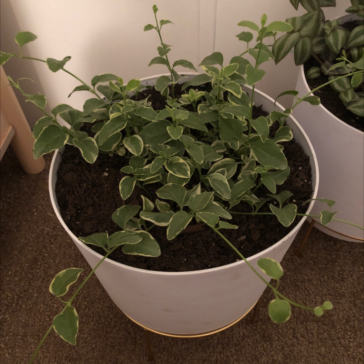 Healthy potted Vinca major plant with dense green foliage growing in soil, cleanly composed image against neutral background.