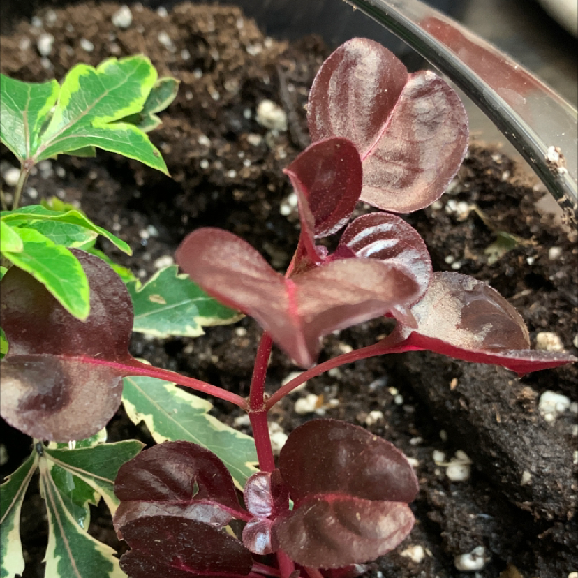 Close-up of healthy Herbst's Bloodleaf plant with shimmery reddish-purple leaves and prominent green veins.