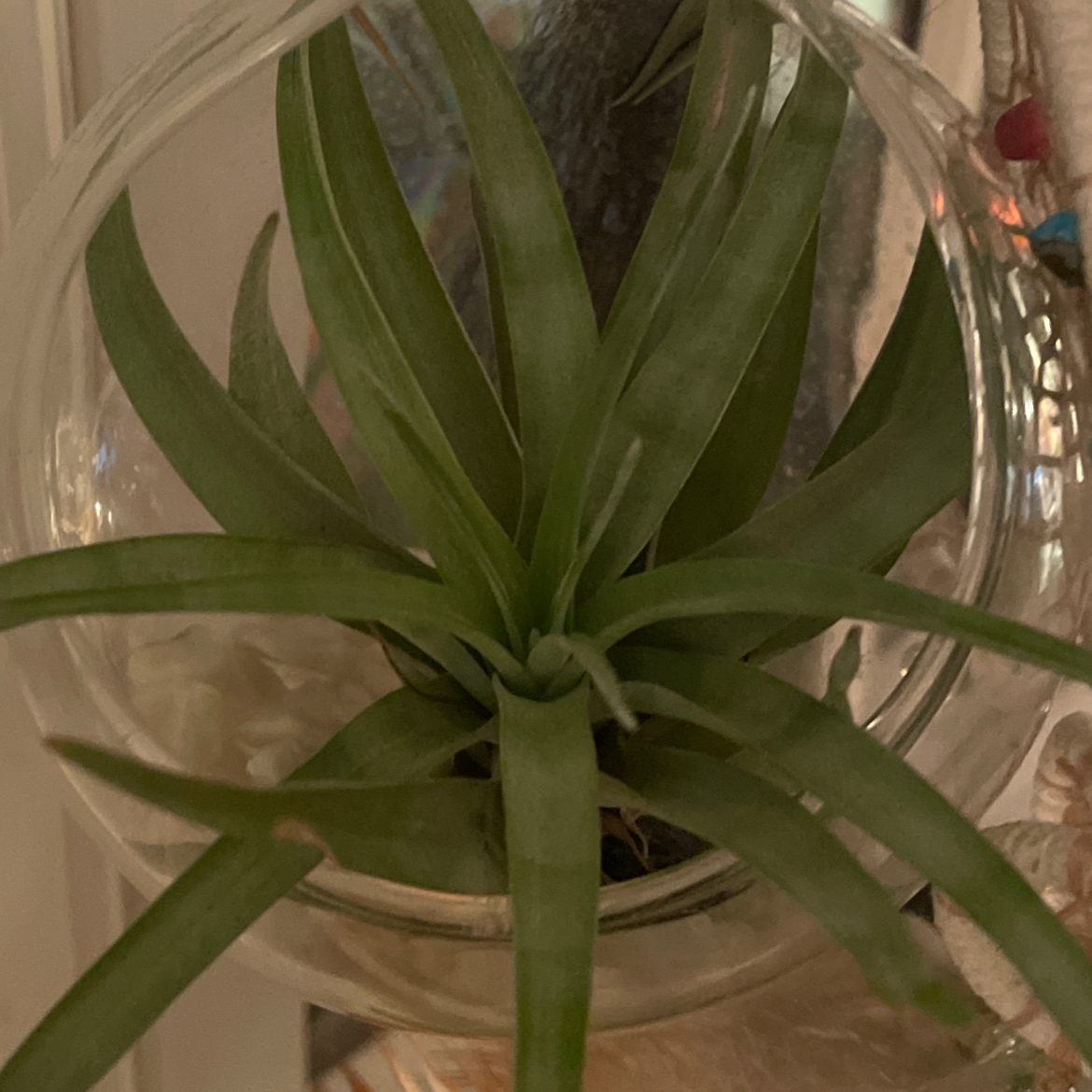 Tillandsia Juncea plant in a glass container, healthy green leaves.