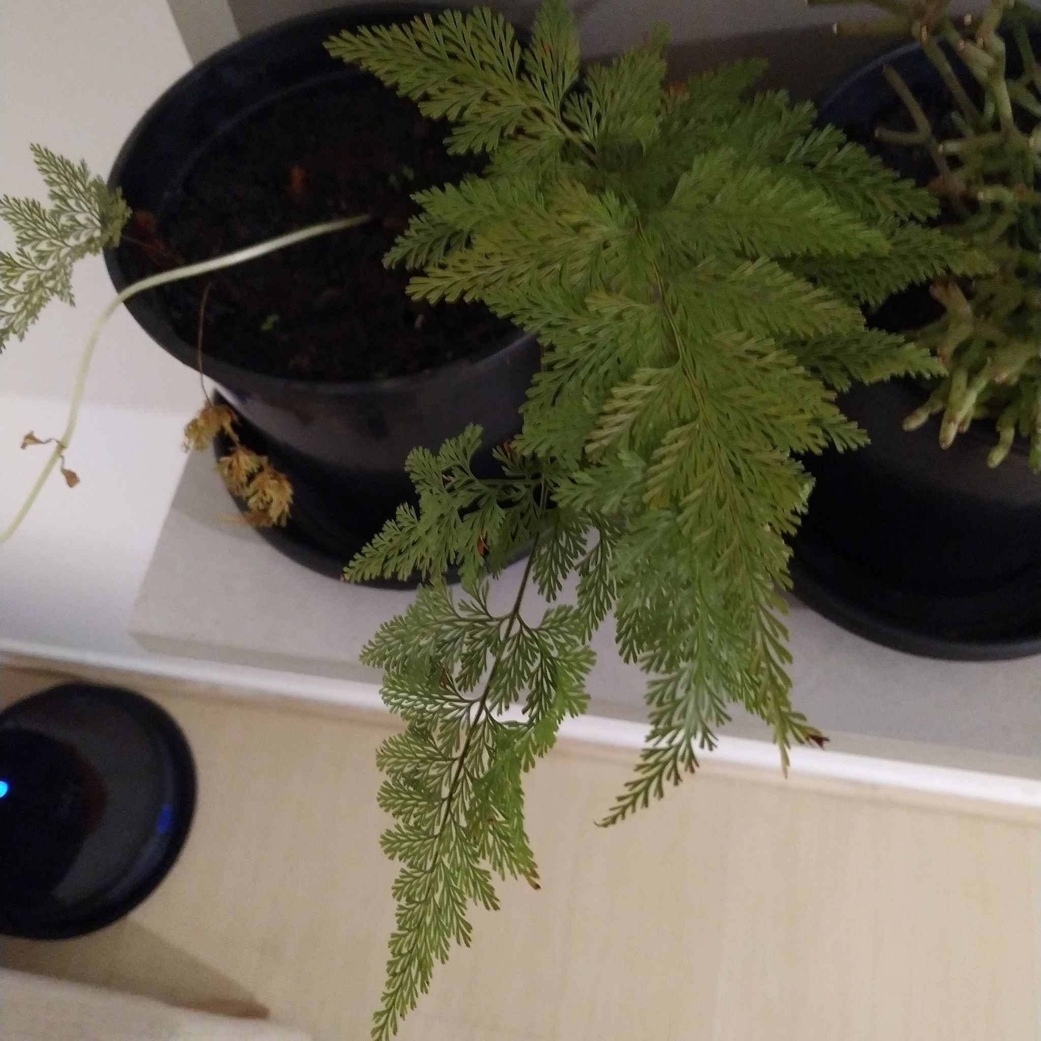 Plant care for Lace Fern on Greg, the plant care app
