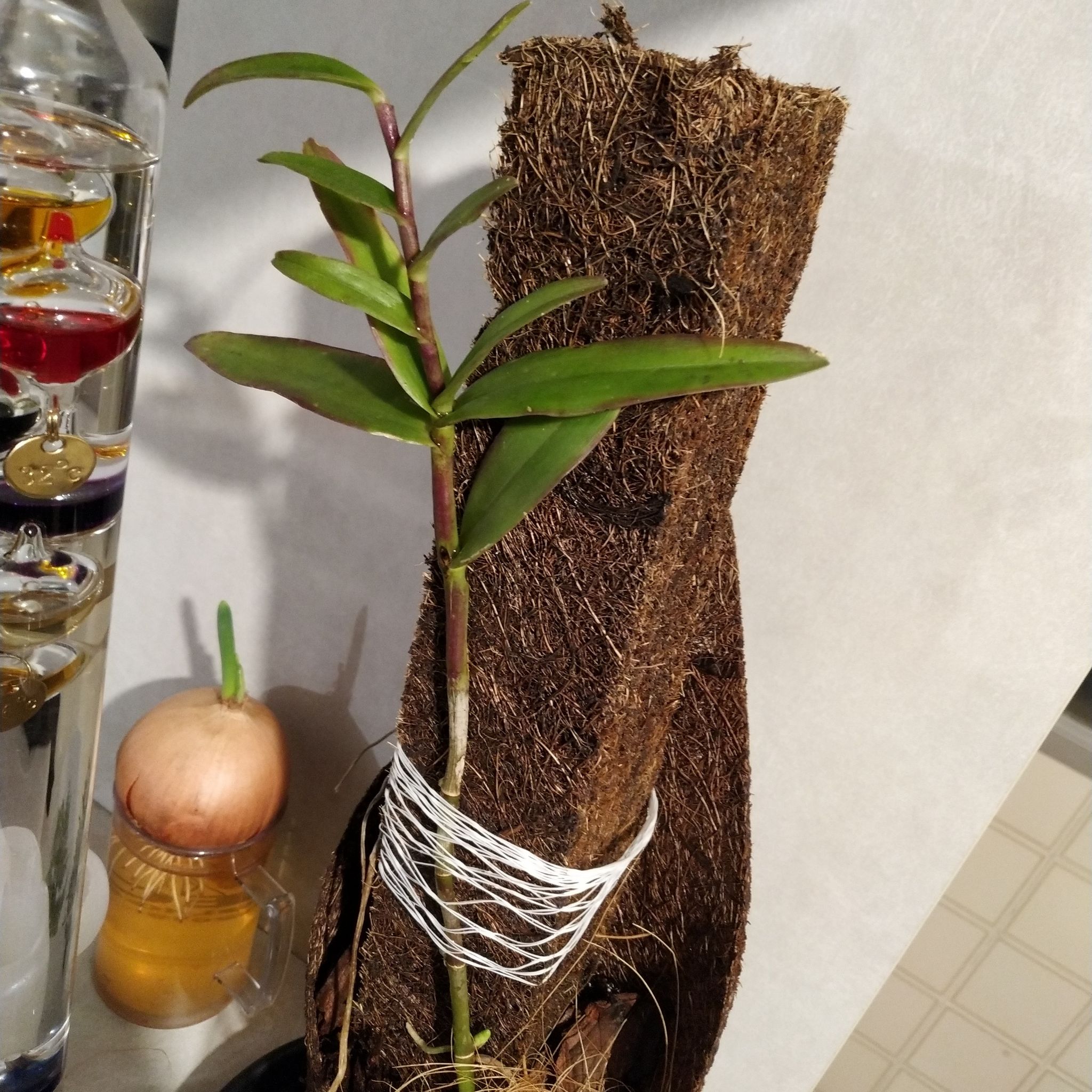 Fire Star Orchid plant supported by brown fibrous material and tied with white string.