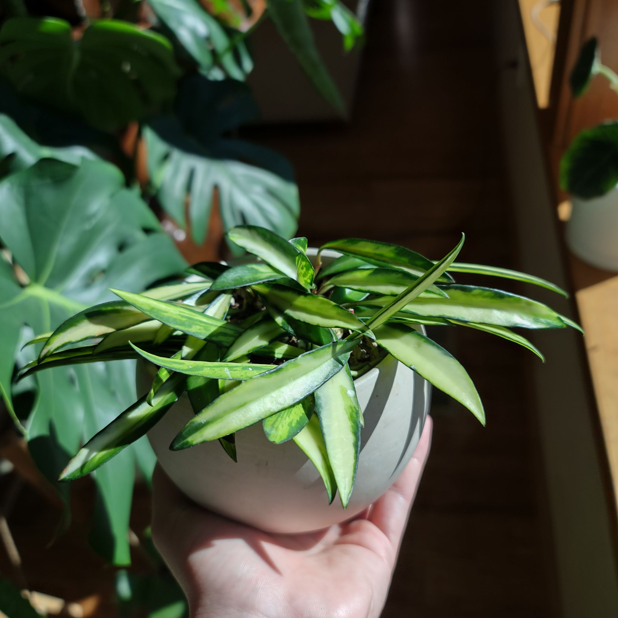 Variegated Hoya kentiana plant in a white pot held by a hand, with other plants in the background.
