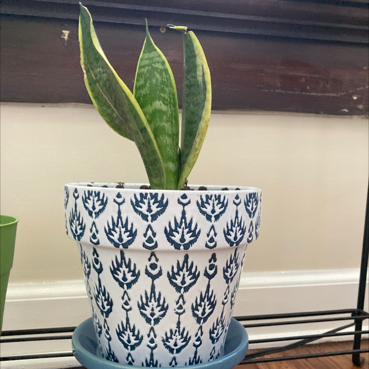 Snake Plant plant photo by Katie named Tsuki on Greg, the plant care app.