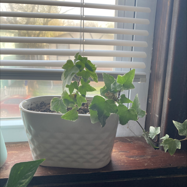 English Ivy plant photo by Katie named Jean on Greg, the plant care app.