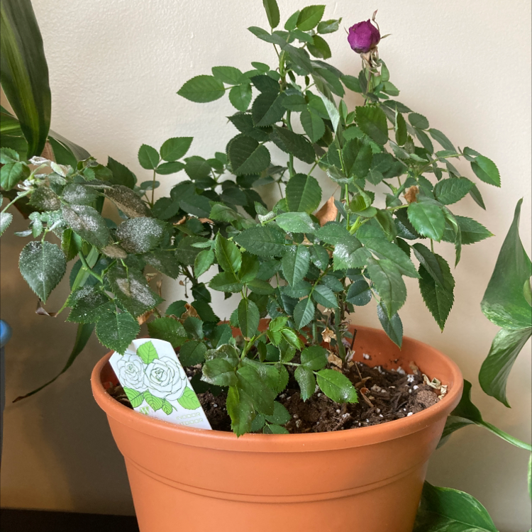 China Rose plant photo by Katie named Your plant on Greg, the plant care app.