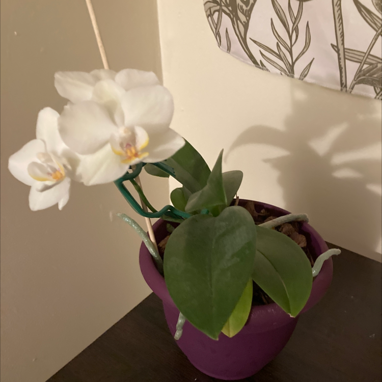 Phalaenopsis Orchid plant photo by Katie named Valentine on Greg, the plant care app.