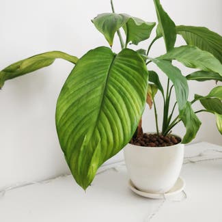 Peace Lily plant in Moskva, Moscow