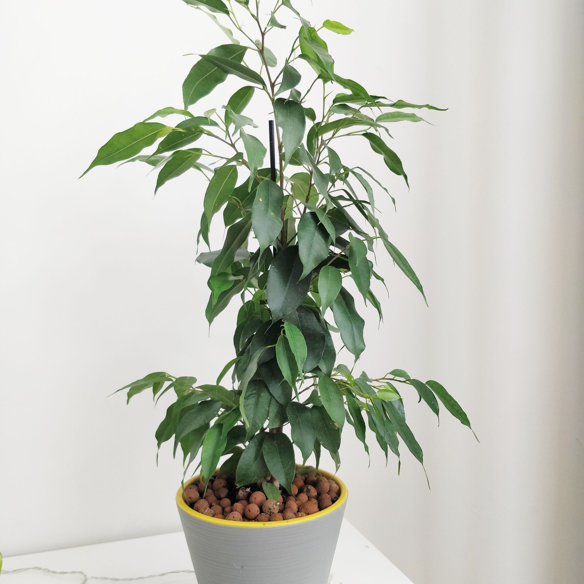 Photo of the plant species Weeping Fig by @elenaglubko named Фикус Бенджамина on Greg, the plant care app