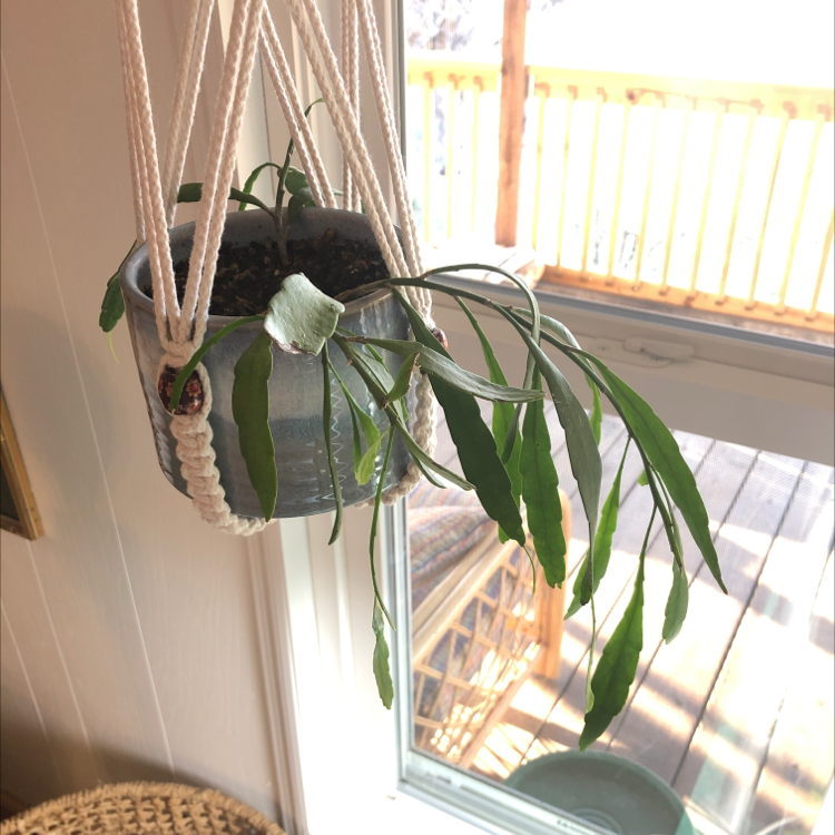 Photo of the plant species Mistletoe Cactus by @cjmej123 named Medusa on Greg, the plant care app