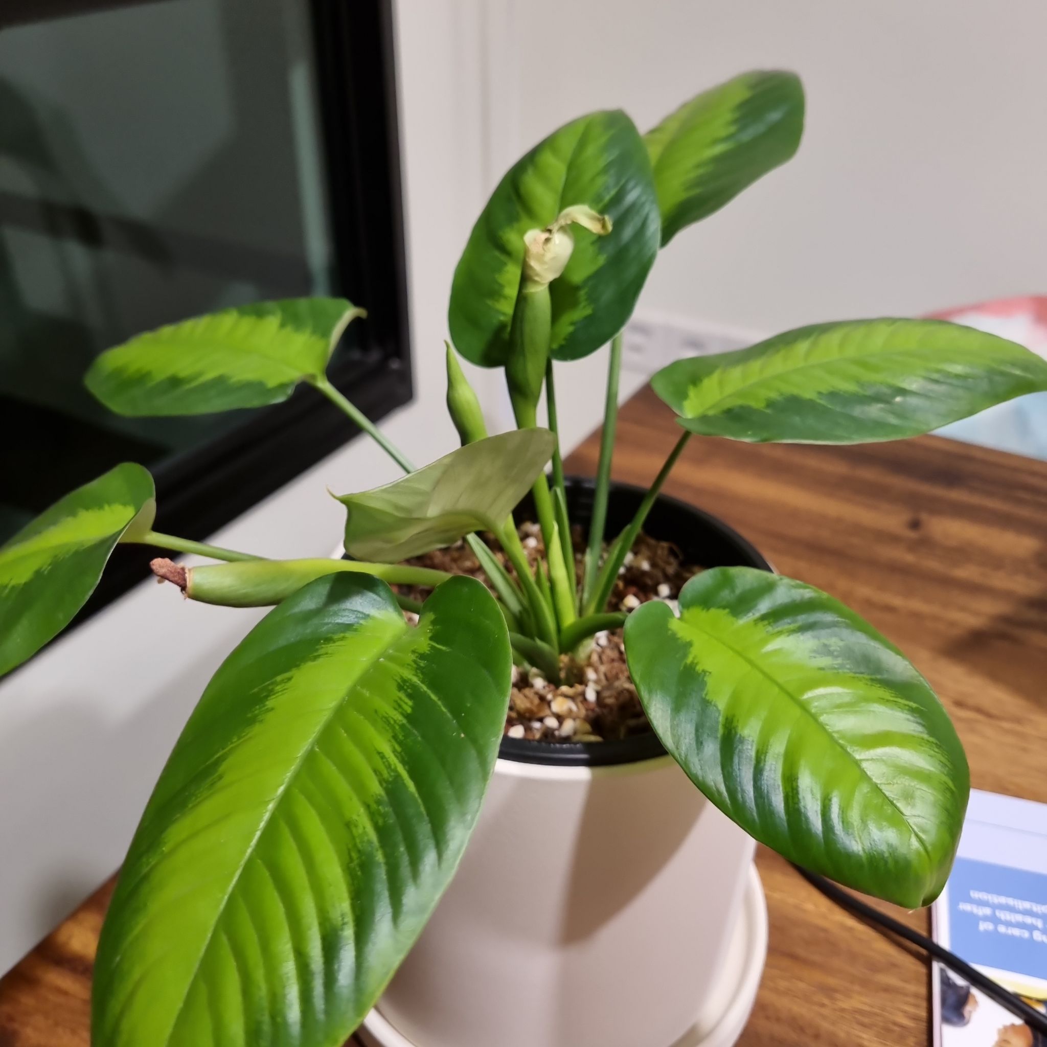 Healthy Schismatoglottis wallichii plant in a pot with vibrant green leaves.