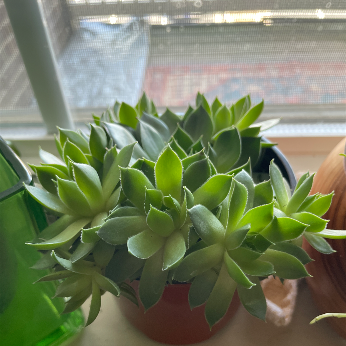 Photo of the plant species Hens and Chicks 'Silver King' by Taylor named Chicky on Greg, the plant care app