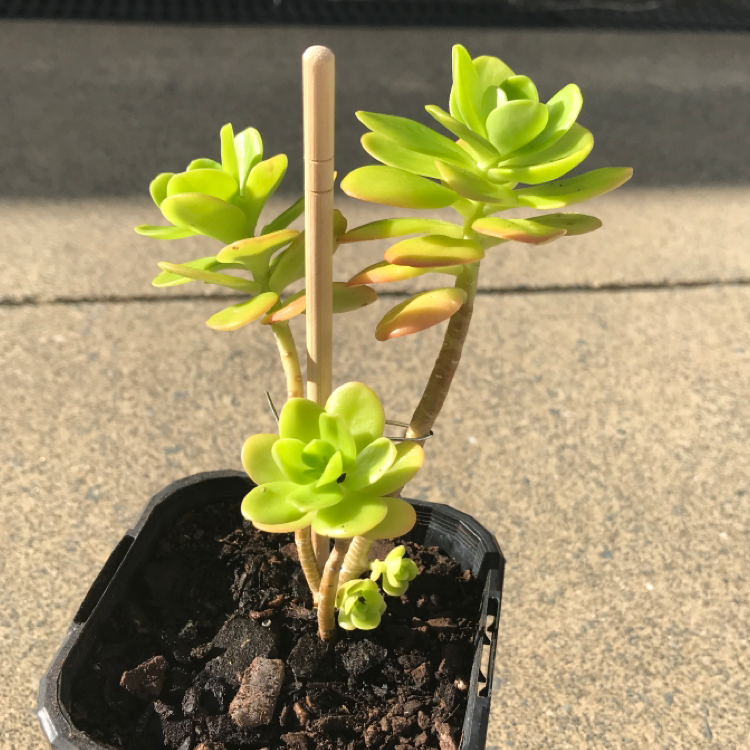 A healthy Palmer's Sedum plant in a small pot with visible soil.
