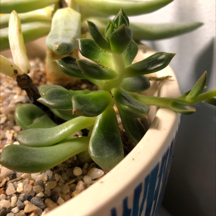 Pachyveria Little Jewel succulent in a pot with pebbles, healthy green leaves.