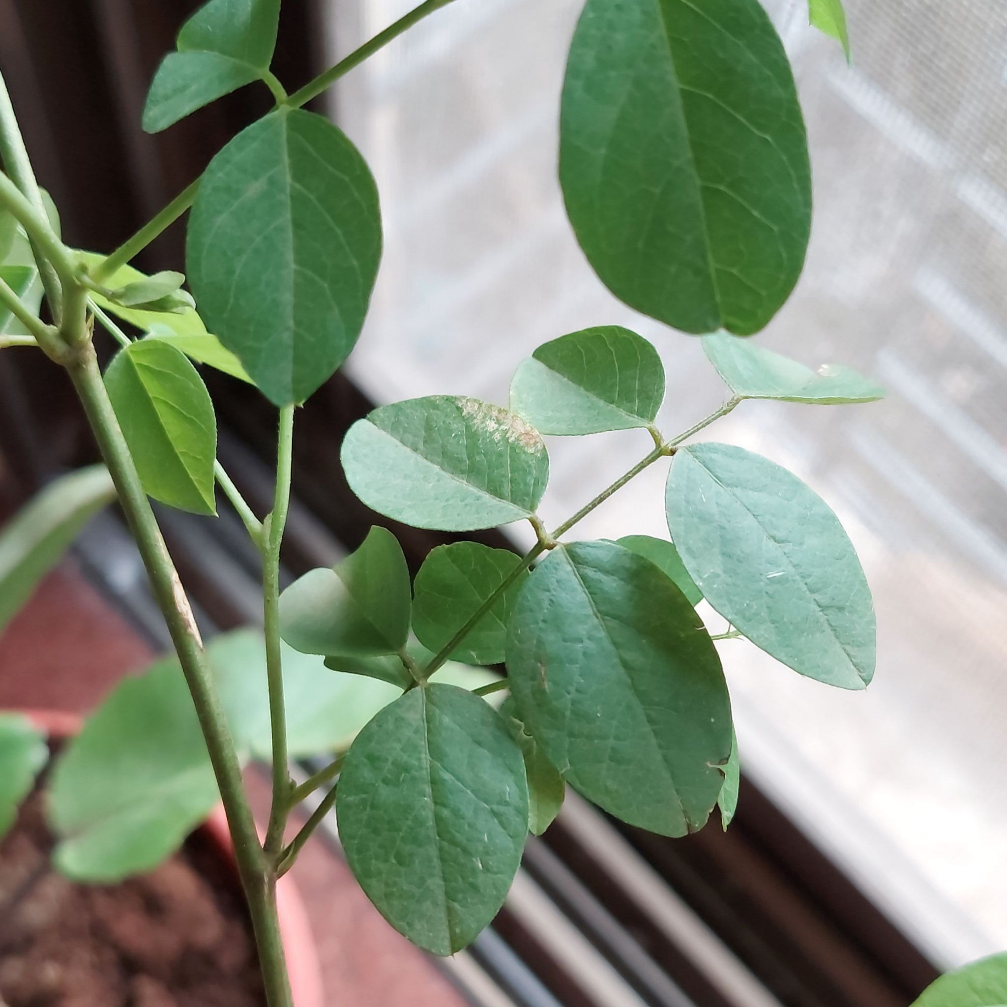 Close-up of a healthy Asian Pigeonwings plant with green leaves in a pot.