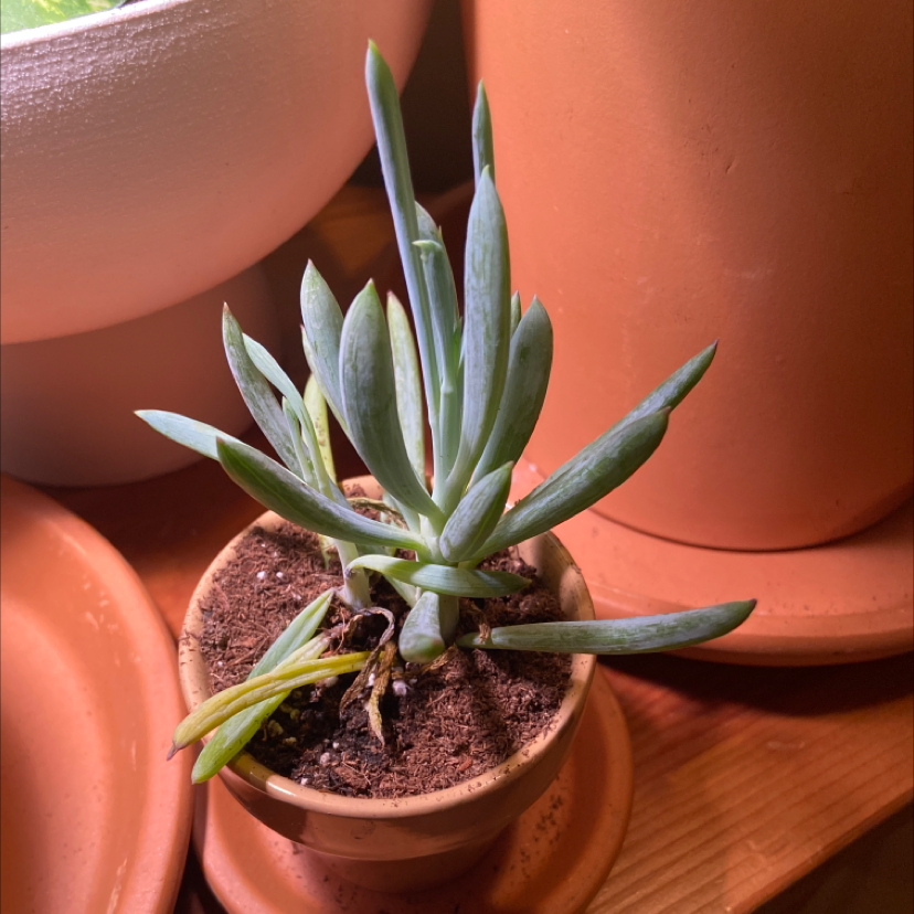 Potted Narrow-Leaf Chalk Sticks plant with some yellowing leaves and visible soil.