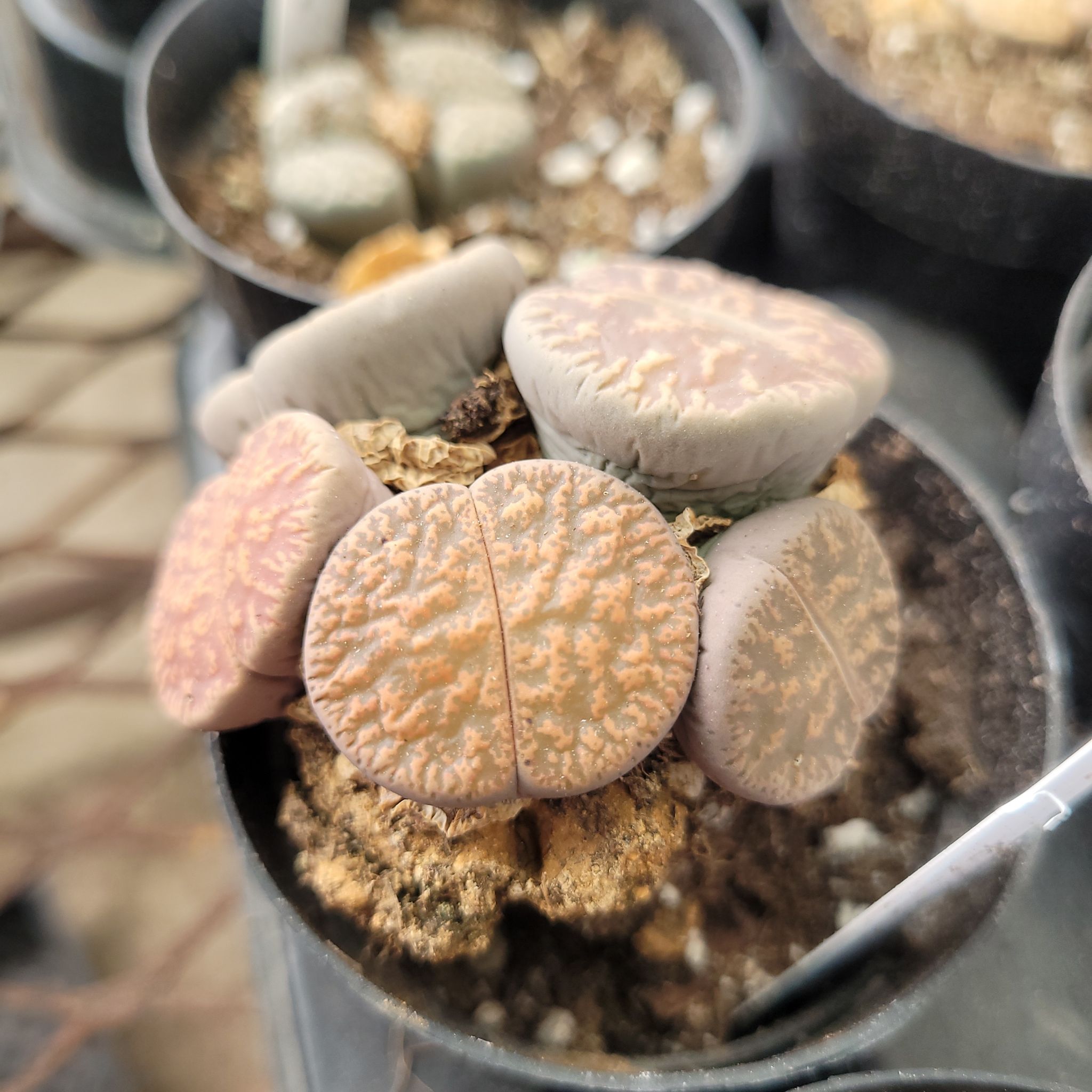 Photo of the plant species Living Stones by @PoeticApple named Rocky on Greg, the plant care app