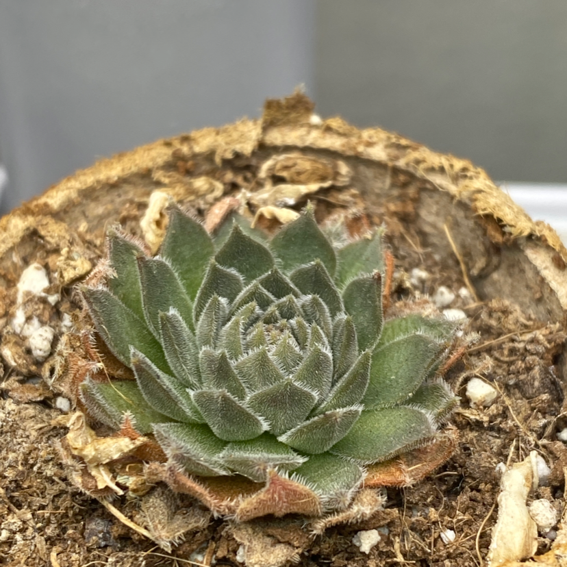Cobweb Hens and Chicks succulent plant in a pot with visible soil.