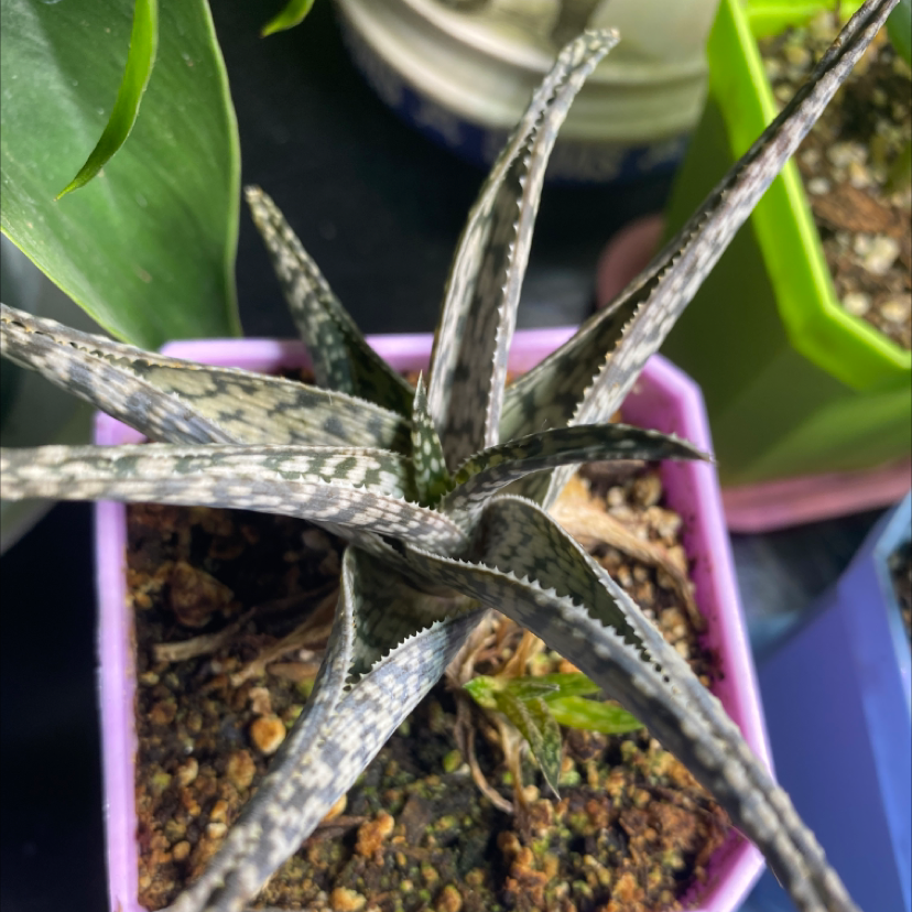 Photo of the plant species Aloe 'White beauty' by Alexander named Your plant on Greg, the plant care app