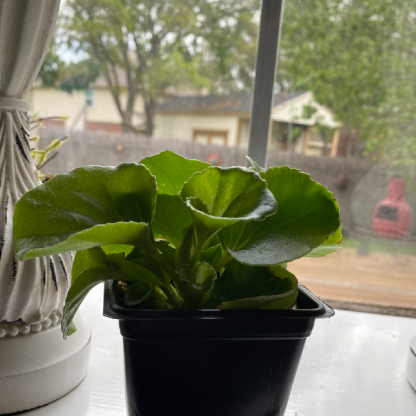 Photo of the plant species Begonia cucullata by :) sofia named Begonia Blanca on Greg, the plant care app