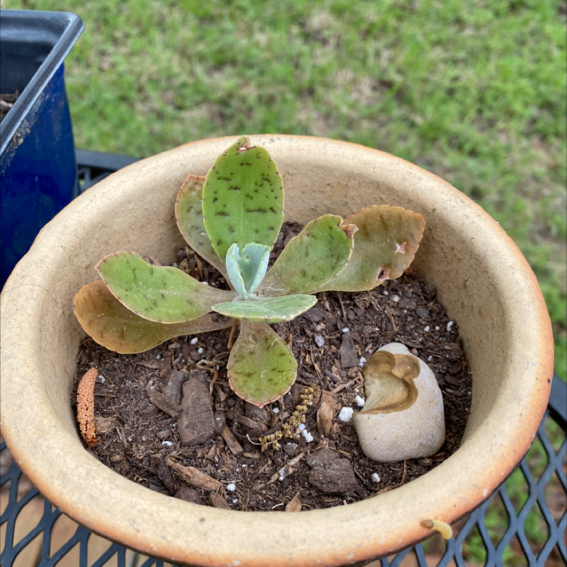 Potted Donkey Ears plant with discolored leaves and visible soil.