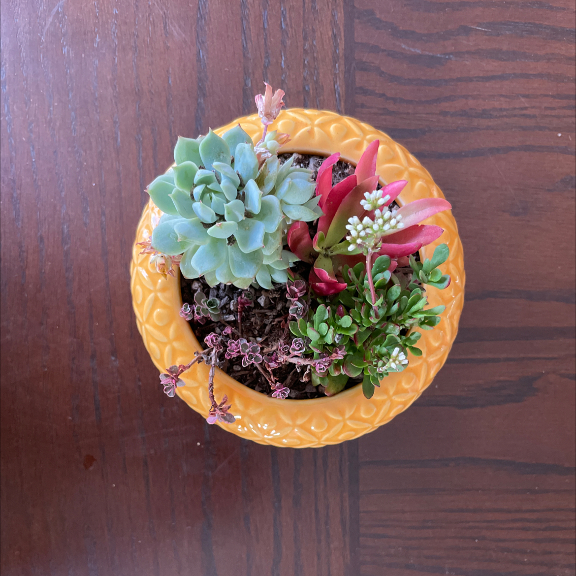 Top view of a potted plant arrangement with Red Pagoda and other succulents in a yellow pot.
