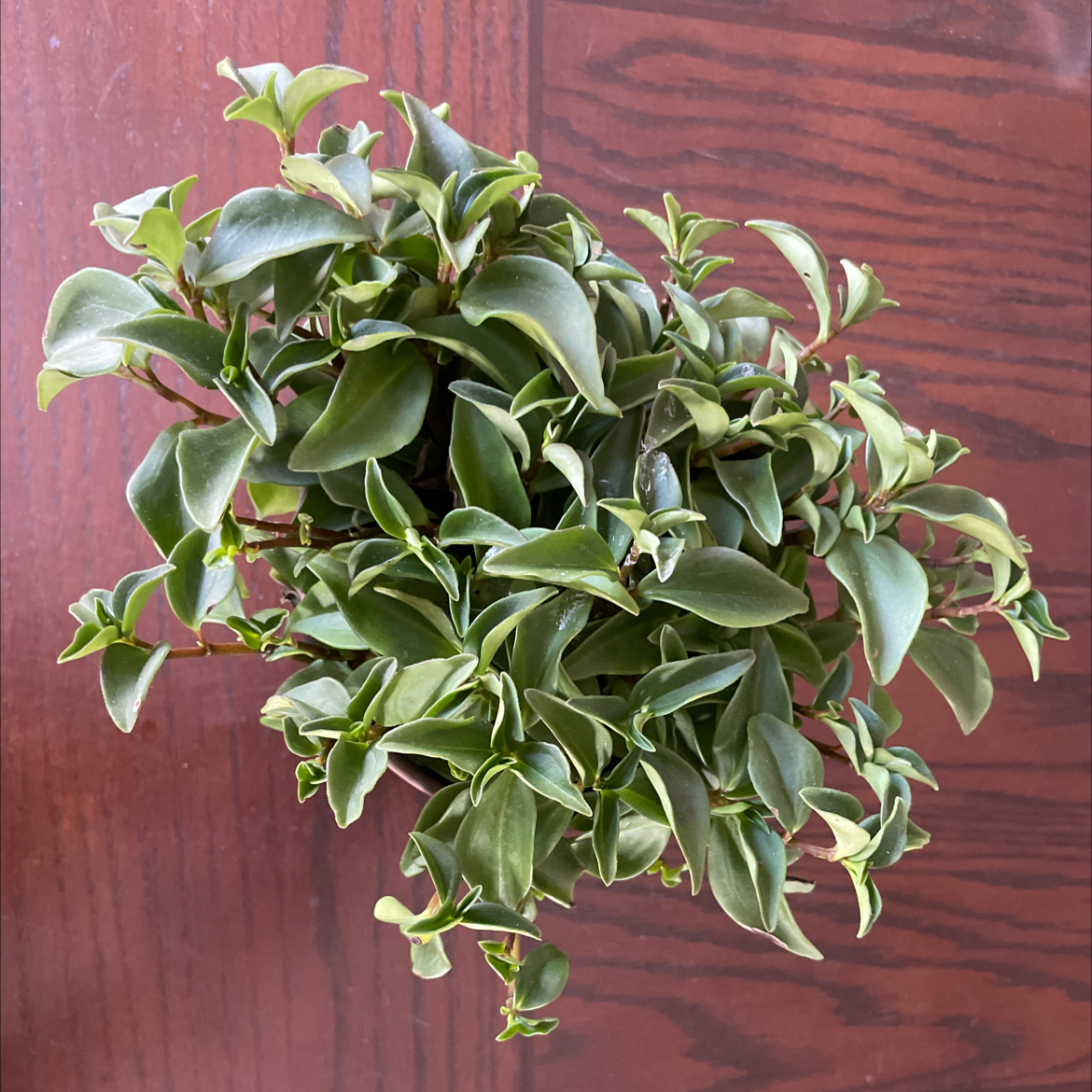Healthy Radiator Plant with lush green leaves on a wooden surface.