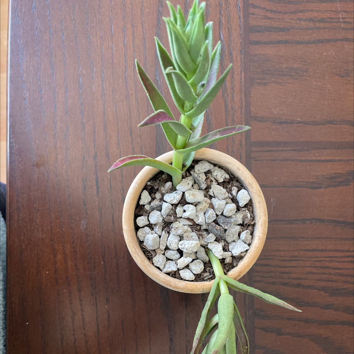 Potted Red Pagoda succulent with visible soil and healthy green leaves.