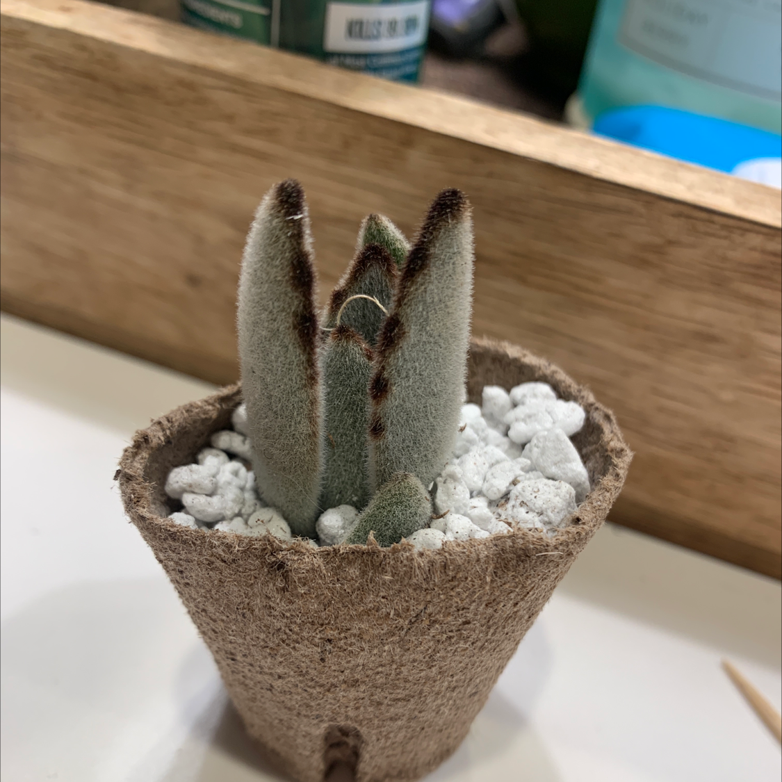 Panda Plant (Kalanchoe tomentosa) in a biodegradable pot with white pebbles on the soil surface.