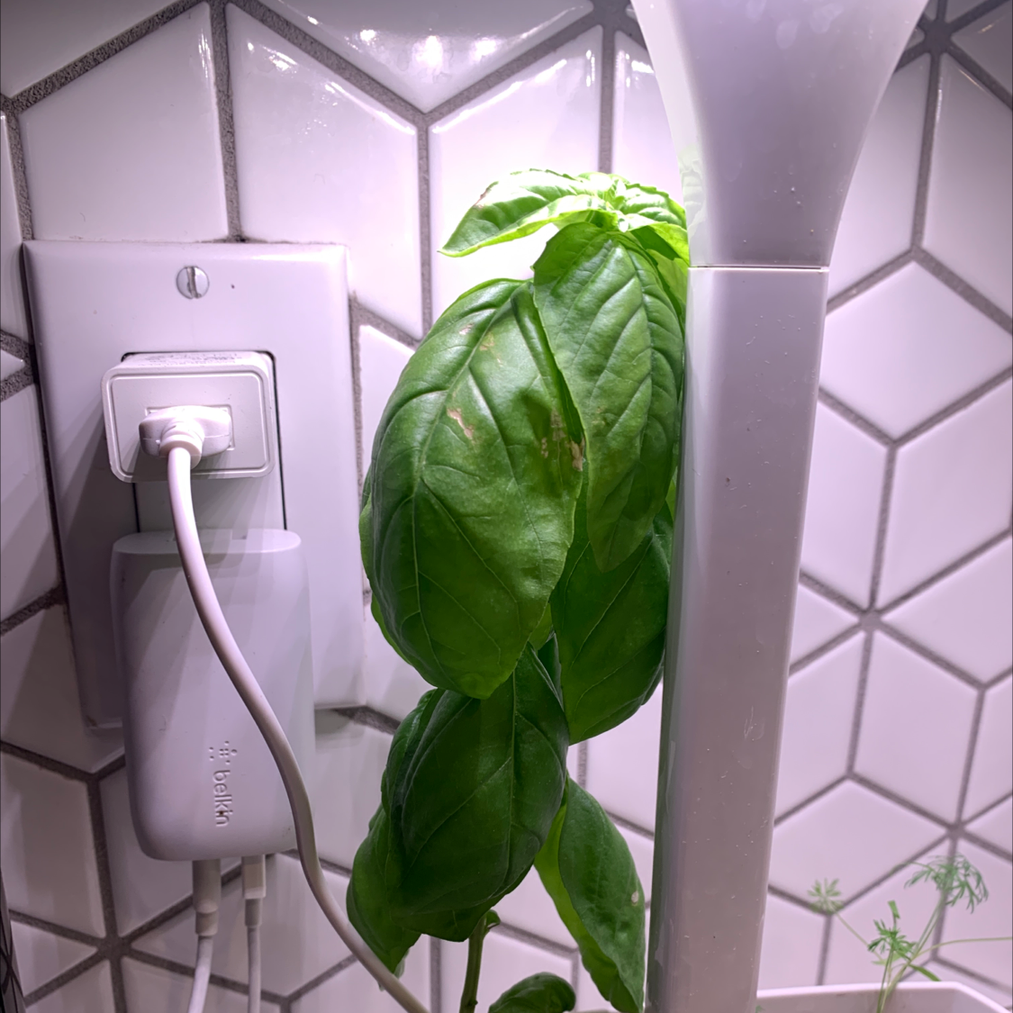 Sweet Basil plant with large green leaves near a light source and electrical outlet.
