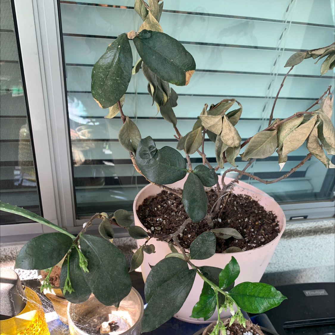 How Do I Fix Star Jasmine Root Rot?