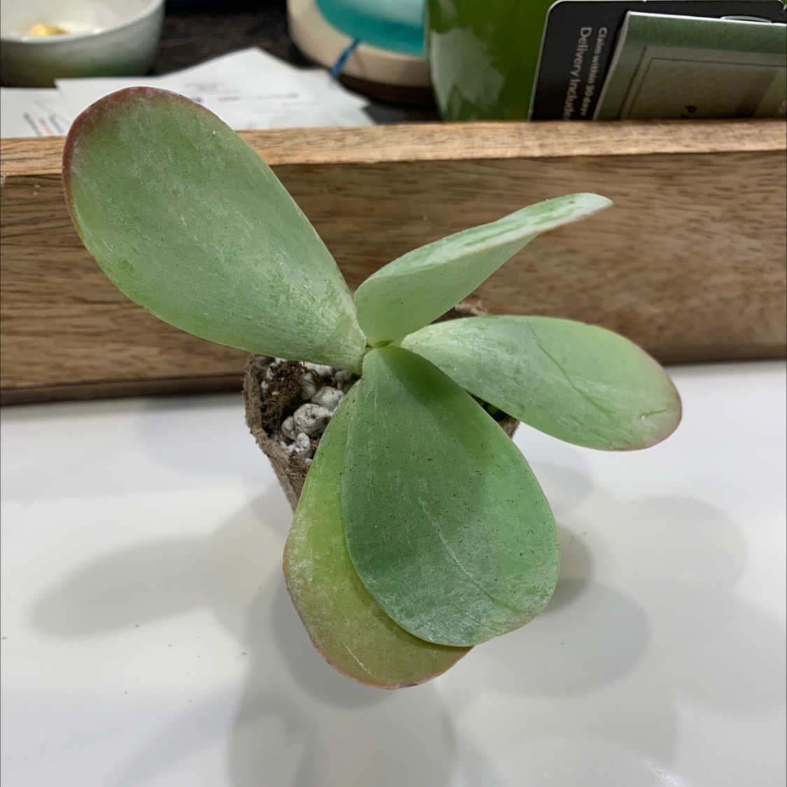 Flapjacks plant (Kalanchoe thyrsiflora) with four broad leaves in a small pot.