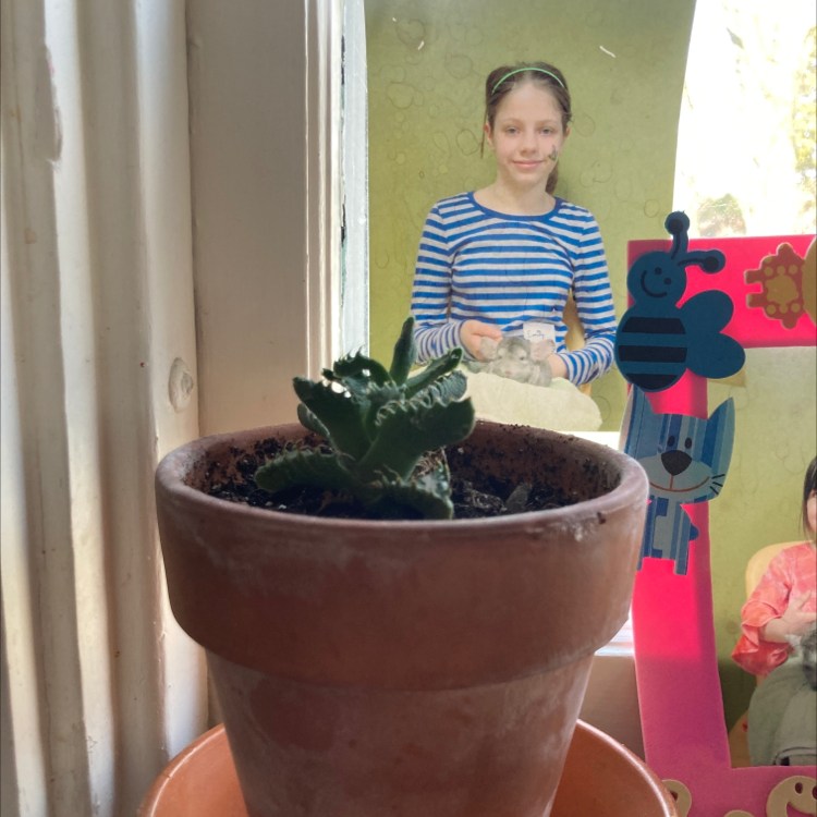Tiger's Jaw plant in a terracotta pot with visible soil, well-framed and centered.