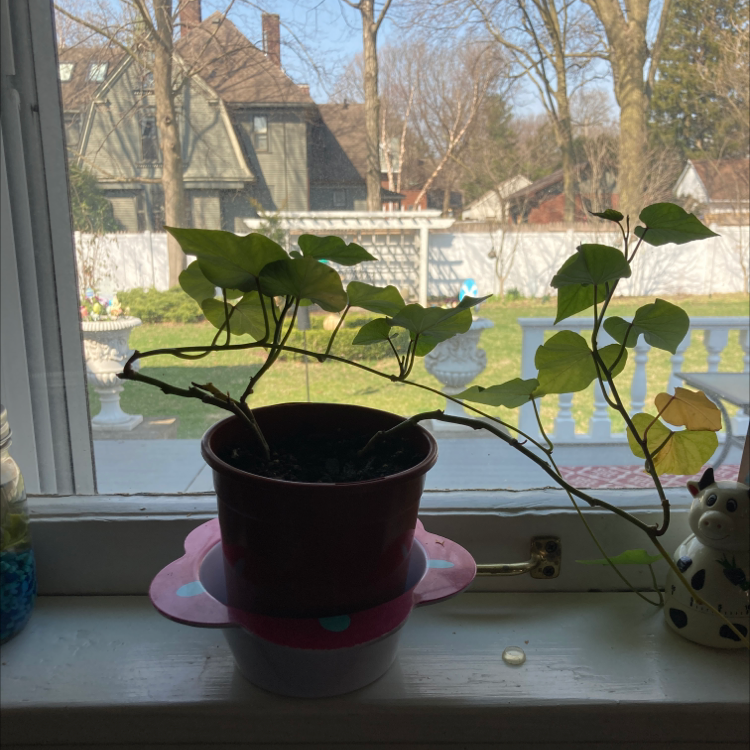 A healthy, thriving sweet potato vine with vibrant green leaves, growing in a dark pot on a sunny windowsill.