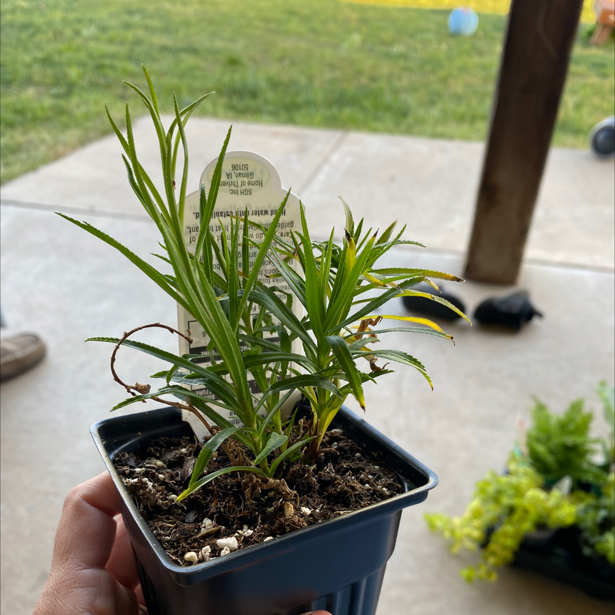 Photo of the plant species Sneezewort Yarrow by Johanna named Peter Cottontail on Greg, the plant care app