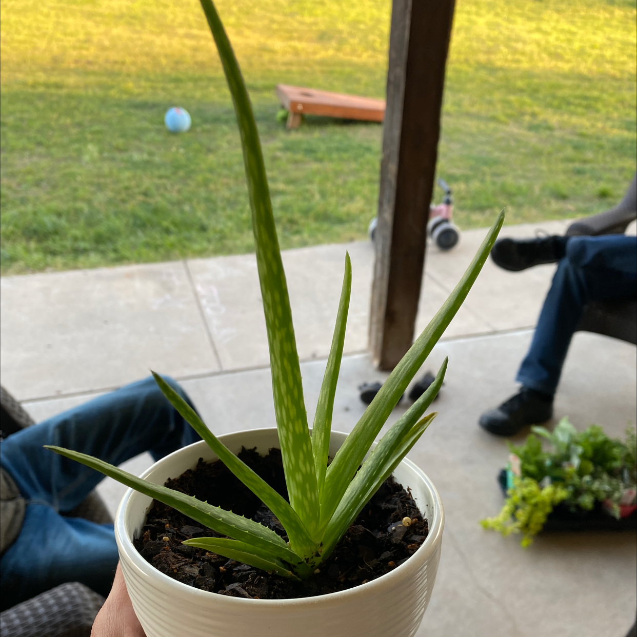 Aloe vera plant photo by Johanna named Aloe on Greg, the plant care app.