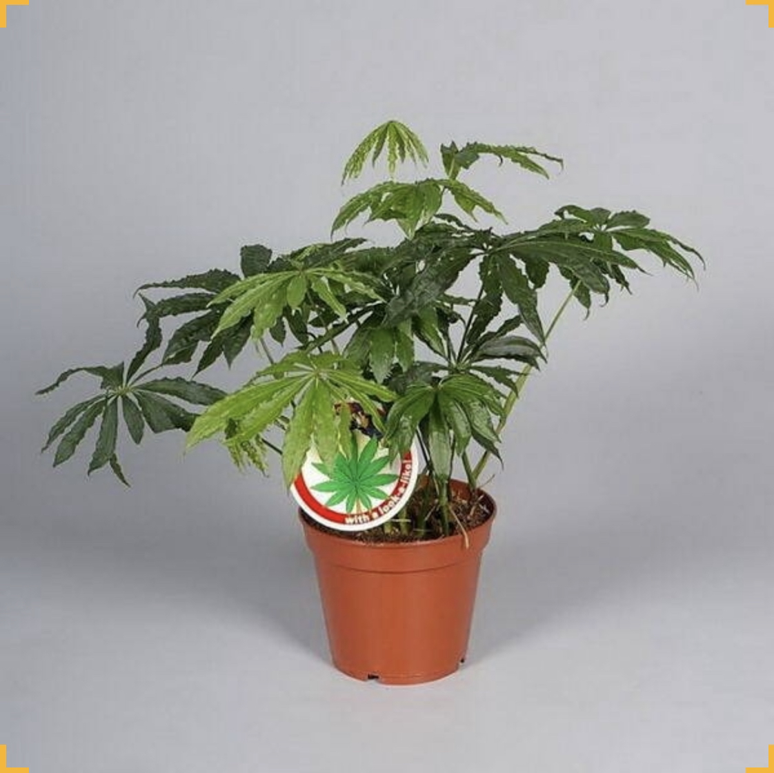Photo of the plant species Faux Marijuana Plant by Алексей named Игорь on Greg, the plant care app
